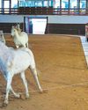 Stella McCartney lets horses steal the show at Paris runway37