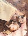 Sharjah Civil Defence saves two cats from drainage pipe3