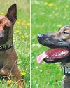Meet the dogs flying to Zimbabwe to hunt poachers Meet the dogs flying to Zimbabwe to hunt poachers16