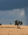 Greening of the Thar is both a success story and a warning21