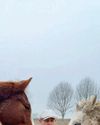 Heard by the herd22