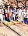 Chariot construction for Rath Yatra begins with wood slicing on Ram Navami NF Times