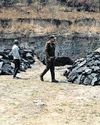 Illegal coal mines detected in two other forests of Sundargarh NF Times