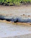 Athlete fights off crocodile attack, escapes with severe injuries in Agra NF Times