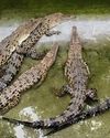 Week-long celebration in Odisha as crocodile conservation turns 50 NF Times