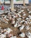 Bird flu outbreak confirmed in Odisha's Puri district, over 6,000 poultry to be culled NF Times
