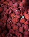 Drought-hit Serbian raspberry farmers fear 'catastrophic' future NF Times