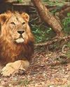 Three lion cubs dead, six isolated: Amreli scare fuels fresh worry over Gujarat's lion losses NF Times
