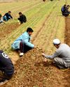 The Global Kashmir