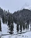 The Global Kashmir