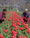 The Global Kashmir