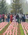 The Global Kashmir