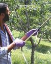 The Global Kashmir