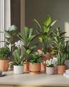 12 Indoor Air-Cleaning Plants0