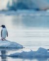 WILD, WICKED, WONDROUS, ANTARCTICA WILD, WICKED, WONDROUS, ANTARCTICA33