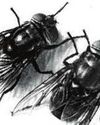 Ranchers' Beef With Fly After Rotten Year Ranchers' Beef With Fly After Rotten Year3