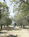Rats! State's almond orchards are infested Los Angeles Times
