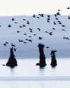 This long-journeying bird connects two lakes — and communities Los Angeles Times
