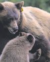 A cause celebre for human mama bears Los Angeles Times