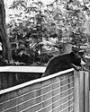 'Lonely' bear drops by California zoo, minds its manners, wins fans Los Angeles Times