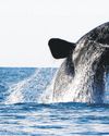 One of the planet's rarest whales seeing its population climb Los Angeles Times