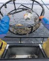 A delay for California crab season Los Angeles Times