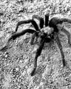 THE ARACHNID RENDEZVOUS Los Angeles Times