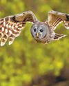 Plan to cull owls creates odd political bedfellows Los Angeles Times