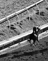 Juvenile-Derby double is rare Los Angeles Times