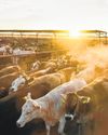 Cattle ban at border spurs beef shortage and plant closures23