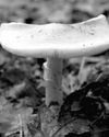 Death cap mushrooms sicken Californians31