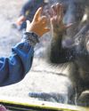 This L.A. Zoo project has been of primate importance30