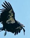 Signs of condor egg suggest historic revival0