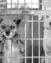 Animal welfare groups commit $14 million to shelters in L.A.43
