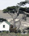Island fire reaches critically endangered trees Los Angeles Times
