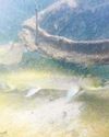 ENDANGERED STEELHEAD ARE FIRE SURVIVORS ENDANGERED STEELHEAD ARE FIRE SURVIVORS18