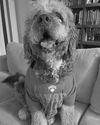 LAPD shoots, kills dog of fan celebrating Knicks’ win LAPD shoots, kills dog of fan celebrating Knicks’ win38