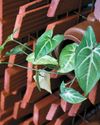 Terracotta Cool Scientific American