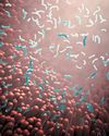 Gut Check Scientific American