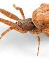 Venom Marinade Scientific American