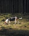 Dog Detectors Scientific American