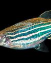 Alchemist Fish Scientific American