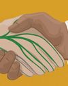 Nerves Do Regenerate Scientific American