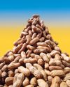 PEANUT PROOF Scientific American