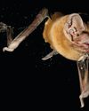 Scientific American