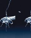 Scientific American