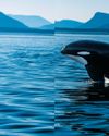 The Imperiled Orcas of the Salish Sea11