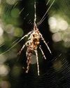 Spider Illusionists3