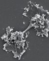 Scientific American