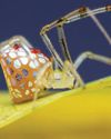Scientific American